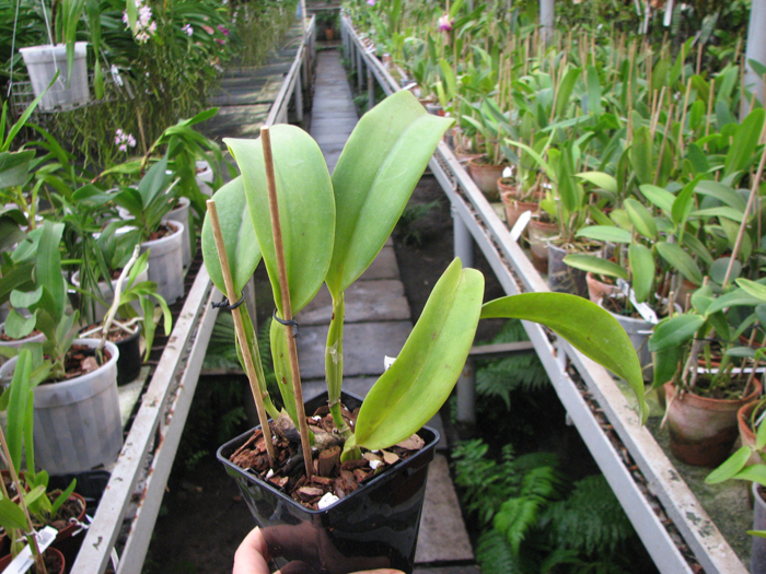 Cattleya warneri var alba ('Select' x 'MAJ').jpg