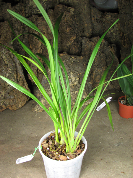 Cymbidium Seaside 'Saya'.jpg