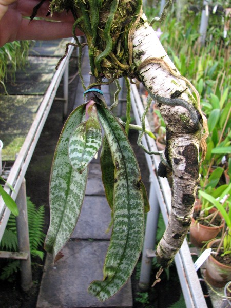 Phalaenopsis philippinensis.JPG