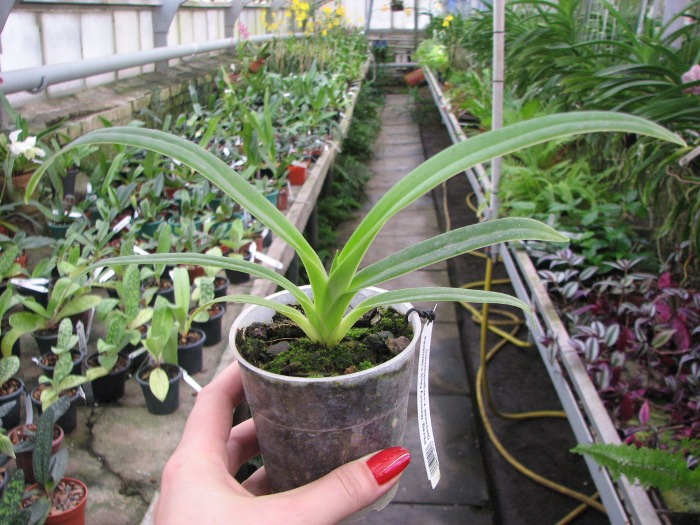 Phragmipedium Memory Dick Clements (besseae x sargentianum).JPG