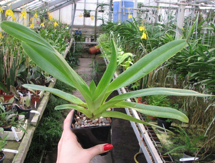 Paphiopedilum philippinense 'In-Charm' x sibling 'Ween Sin'.JPG