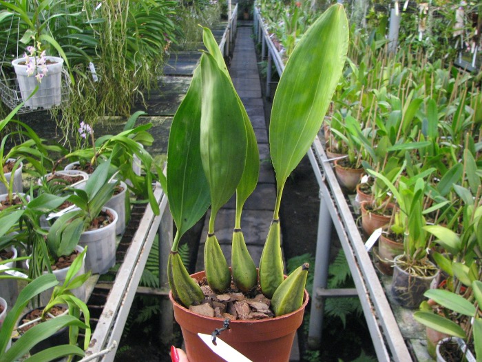 Bifrenaria melicolor.JPG