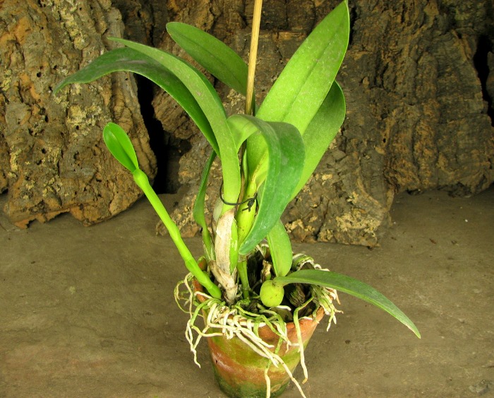 Laeliocattleya Sierra Skies 'Leone'.JPG