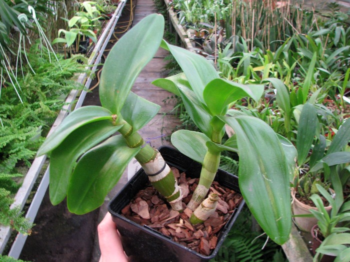 Dendrobium Jairak Min 'Mangosteen'.JPG
