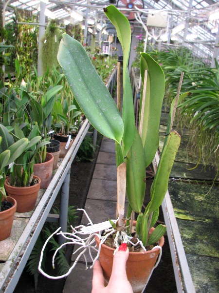 Rhyncholaeliocattleya Taichung Beauty 'Chi-Ming' (Brassolaeliocattleya Pamela Finney x Potinara Elegant Dancer).JPG