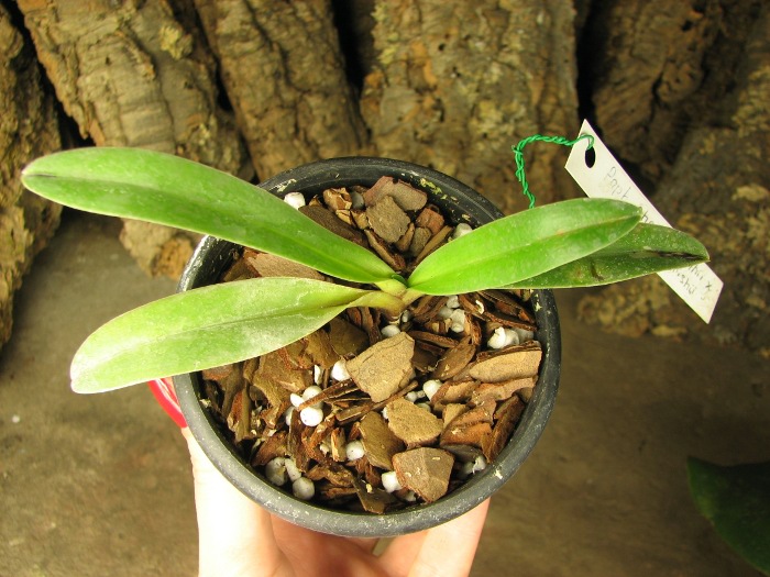 Paphiopedilum charlesworthii x parishii.JPG