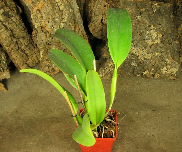 Laeliocattleya Dinard 'Blue Heaven'.JPG