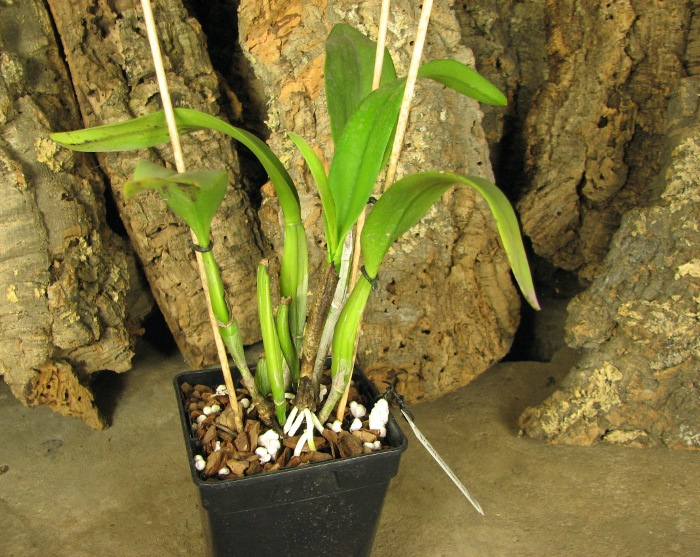 Brassolaeliocattleya Golden 'Green Angel' x Brassavola digbyana 'Uncle Pig'.JPG