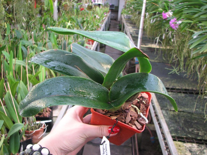 Brassolaeliocattleya Haadyai Delight 'Bangprom Gold' (Angkinantana x Destiny).JPG