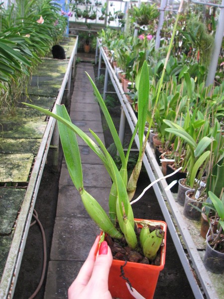 Laelia gouldiana.JPG