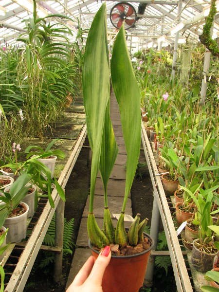 Bifrenaria thyrianthina.JPG