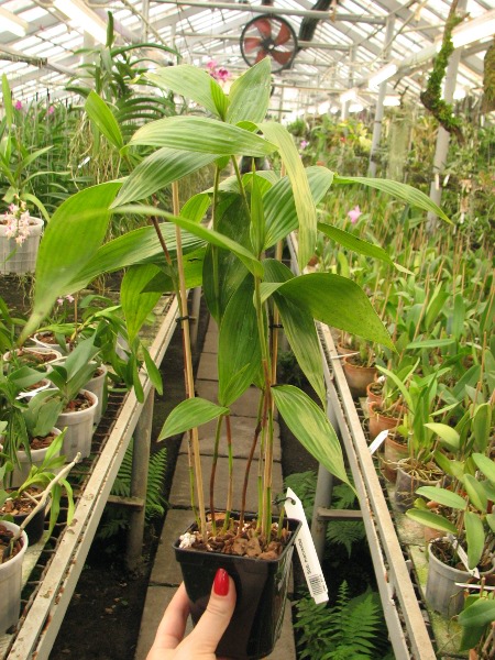 Sobralia macrantha.JPG