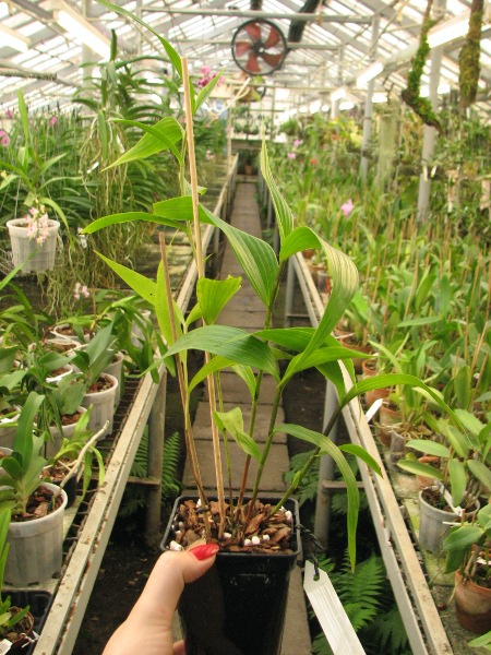 Sobralia sp. coerulea (Equador) x self.JPG
