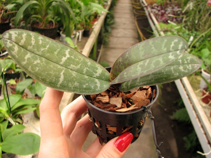 Phalaenopsis stuartiana yellow x sib.JPG