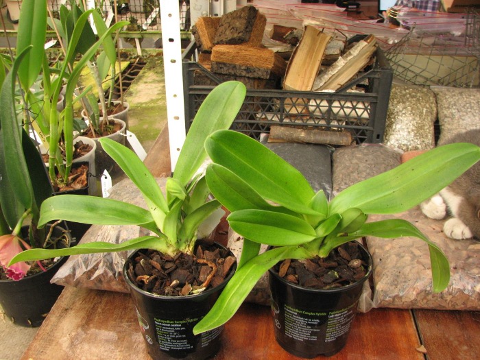 Paphiopedilum Sorcerer's Stone.JPG