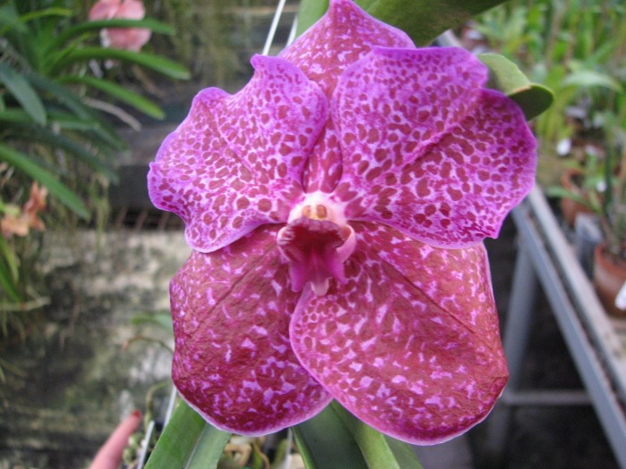Vanda Srakaew - Vanda Bitz's Heartthrob x Ascocenda Lena Kamolphun.JPG