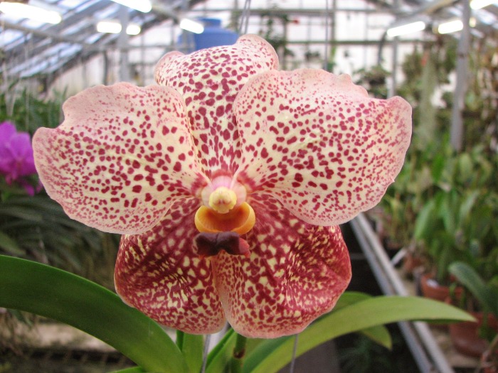Ascocenda Kultana Pappion x Vanda Kultana Ruby .JPG