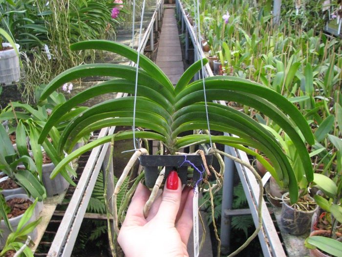 Rhynchostylis coelestis blue.JPG
