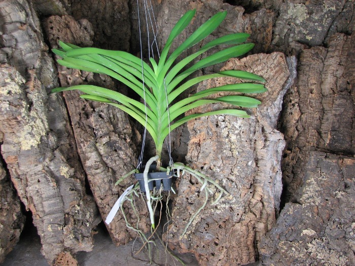 Vanda Sansai Blue.JPG