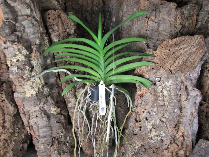 Vanda Pak Chong Blue.JPG