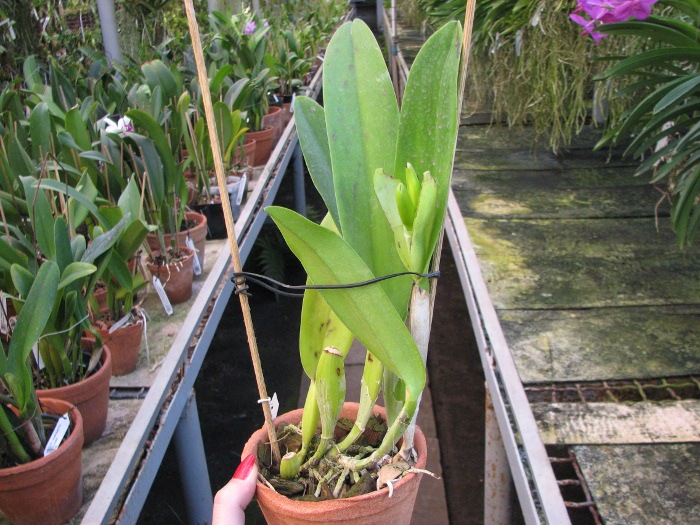 Laeliocattleya Supersonic 'Striking Lip' (Lc. Little Oliver x L.purpurata).JPG