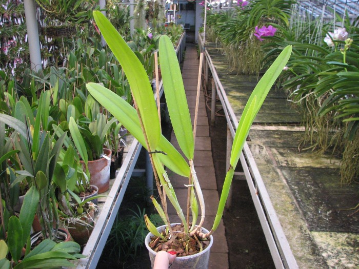 Laeliocattleya Canhamiana semi-alba.JPG