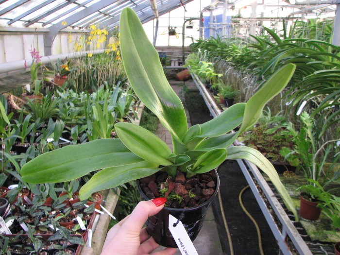 Paphiopedilum Sorcerer's Stone.JPG