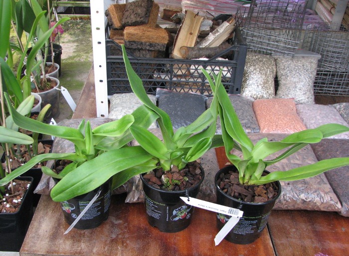 Paphiopedilum Sorcerer's Stone.JPG