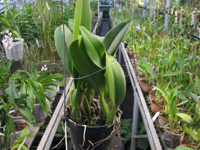 Laeliocattleya White Spark 'Panda' (Shellie Compton x Moscombe).JPG