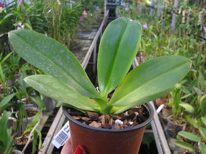 Phalaenopsis Chienlung Red King (Ld's Bear King x pulchra).JPG