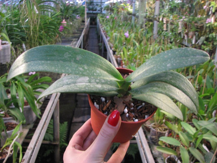 Doritaenopsis Taisuco Micky.JPG