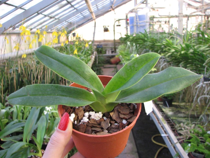 Paphiopedilum hangianum.JPG