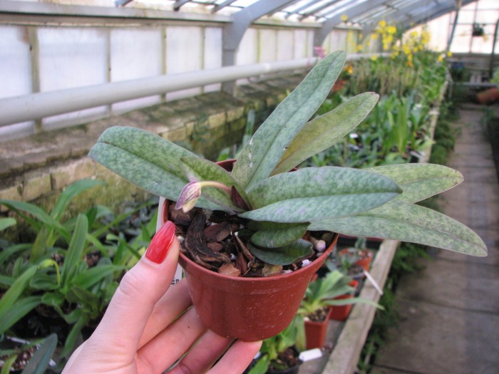 Paphiopedilum bellatulum x spicerianum.JPG