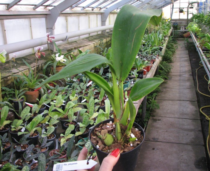 Maxillaria platypetala.JPG