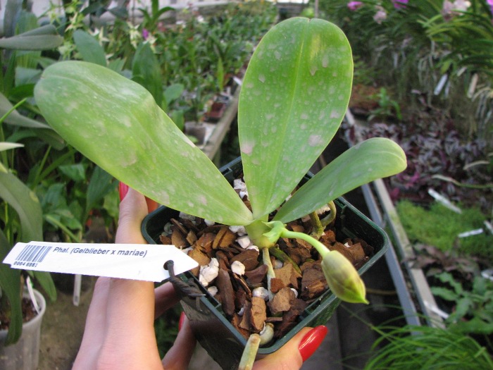 Phalaenopsis (Gelblieber x mariae).JPG