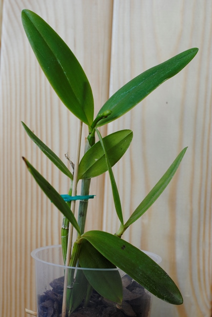 Cattleya forbesii