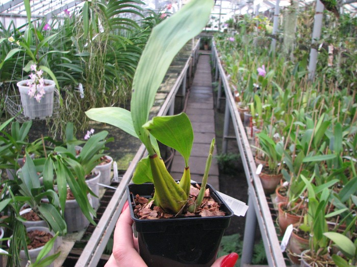 Bifrenaria tyrianthina trilabelo x Bifrenaria tyrianthina escura-flamea (SC).JPG