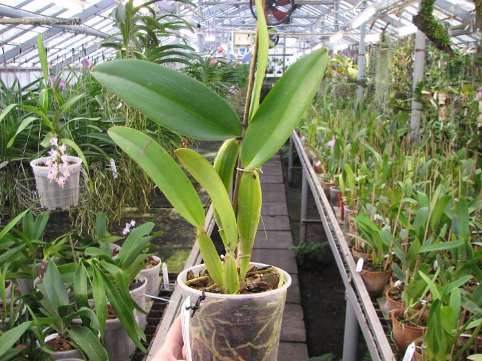 Cattleya warneri tipo 'Maravilha' (escura) x Cattleya warneri integra-orlata 'AWZ'.JPG