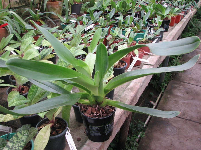 Paphiopedilum Lippewunder hybrid.JPG