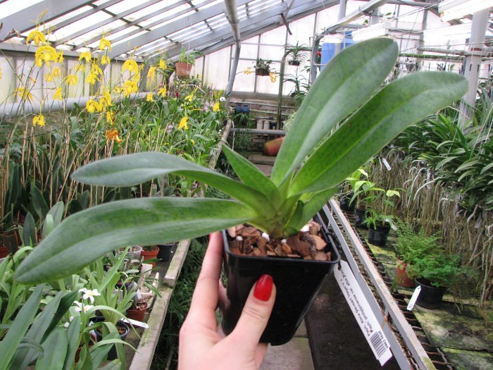 Paphiopedilum Alma Geveart 'Hager's' x Paphiopedilum philippinense var. alba 'Kou'.JPG