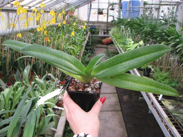 Paphiopedilum Dollgoldi (armeniacum x rothschildianum).JPG