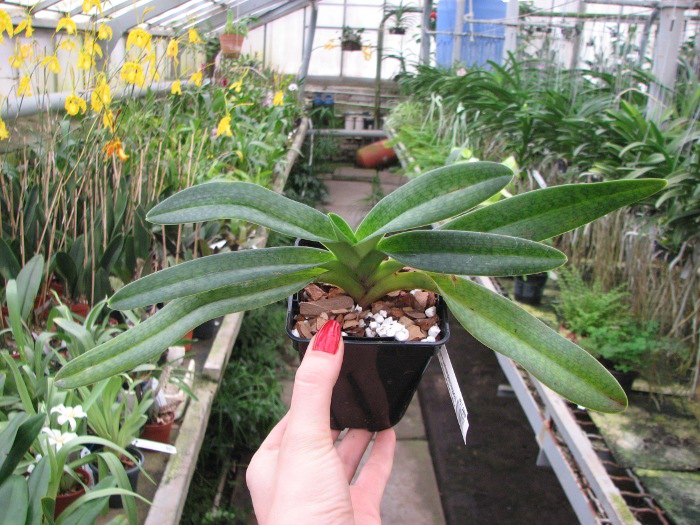 Paphiopedilum Gloria Naugle (rothschildianum x micranthum).JPG