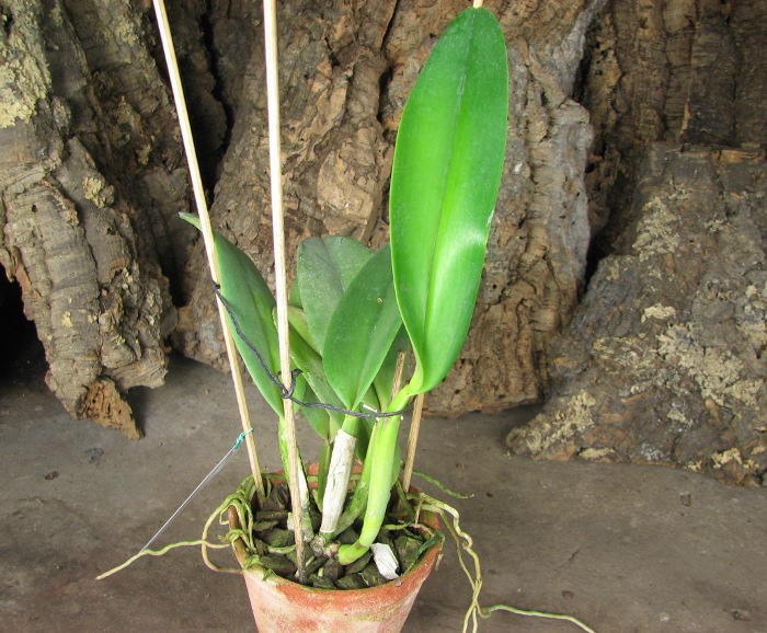 Cattleya labiata tipao 'Rodrigues' x Cattleya labiata tipo 'Cara Grande'.JPG