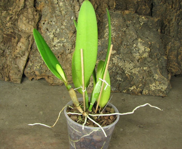 Cattleya eldorado tipo XXX x Cattleya eldorado rubra.JPG
