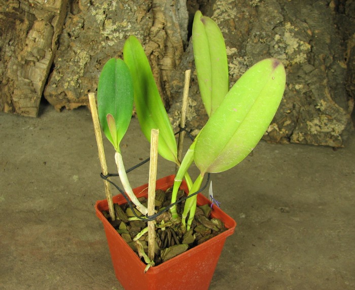 Cattleya jenmanii 'Boliva' x Cattleya jenmanii rubra 'Serra Negra'.JPG