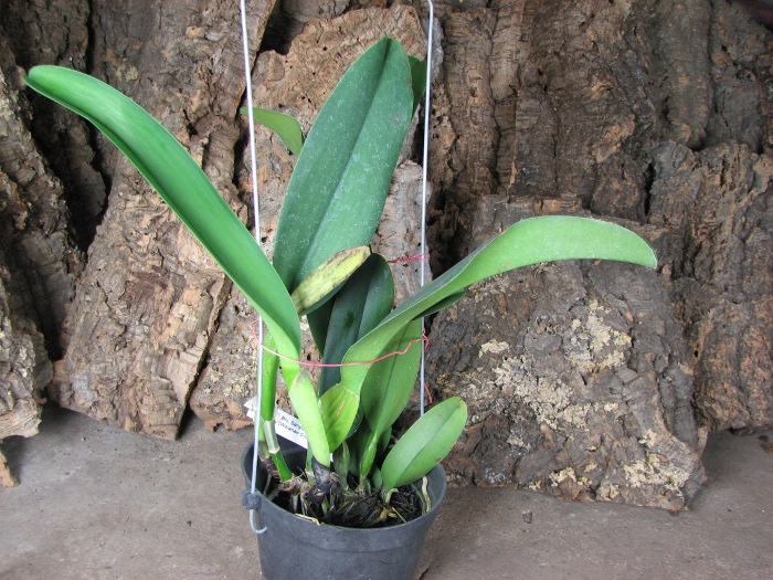 Brassolaeliocattleya Sanyung Ruby 'Kuang Lung' (Waianae Coast x Chia Lin).JPG