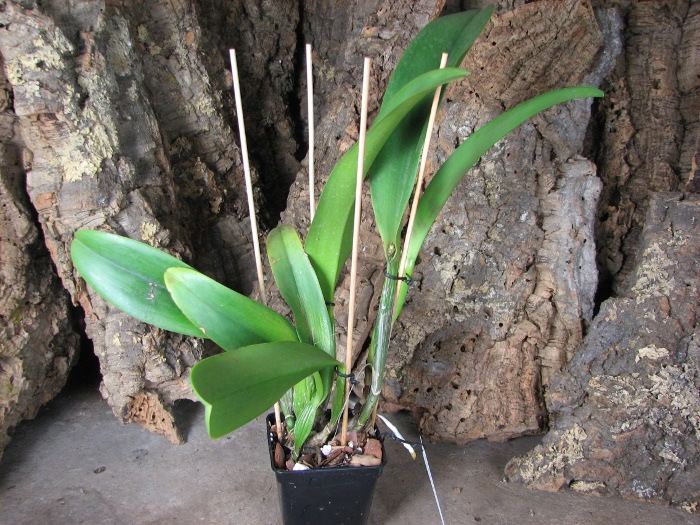 Brassolaeliocattleya Sanyang Ruby 'Tzeng-Wen Rainbow' x Brassolaeliocattleya Golf Pink.JPG