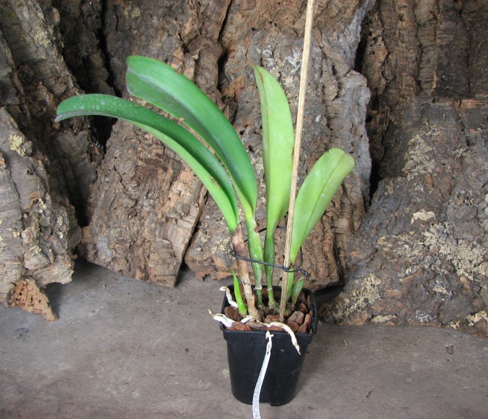 Brassolaeliocattleya Sanyang Ruby 'Grand Dragon' x (Blc. Angkinantana x Lc. Phai-Loeng Waianae).JPG