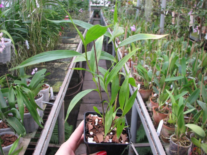 Sobralia sp. coerulea (Equador) x self.JPG