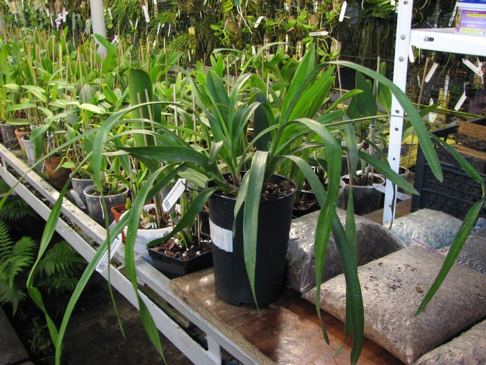 Cymbidium Sarah Jean 'Ice Cascade'.JPG